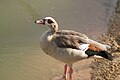 Egyptian goose