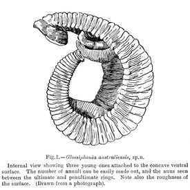 Alboglossiphonia australiensis с детёнышами, рисунок.