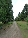 Unpaved road lined with trees