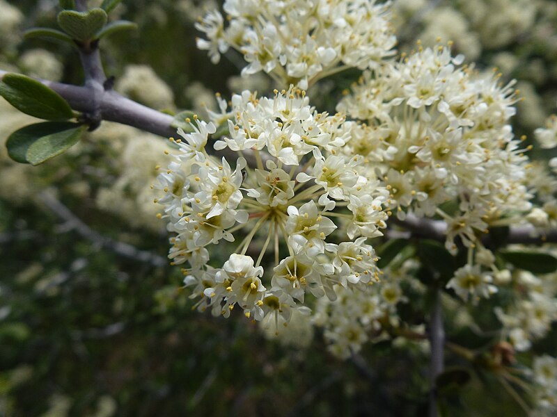 File:Buckbrush Bloom.JPG