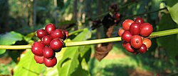 Coffee berries