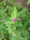 Arctium minus, lesser burdock, Peninsula State Park