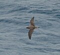 Top view of Cory's Shearwater