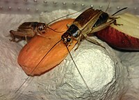 Two adult Acheta domestica crickets feeding