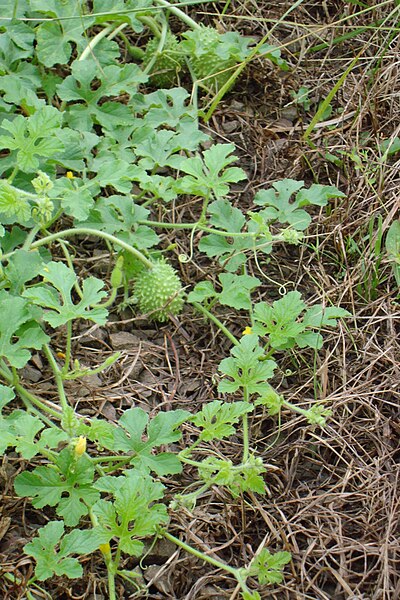 File:Cucumis anguria.JPG