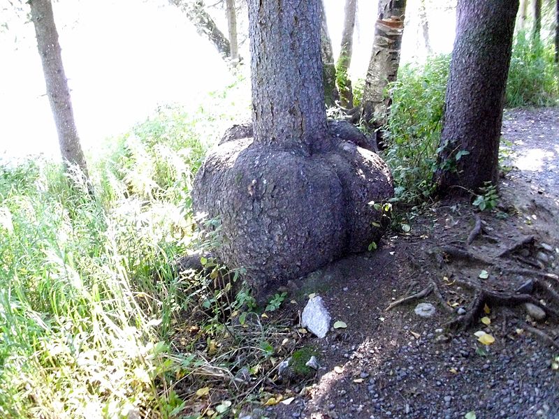 File:Fatburl.jpeg