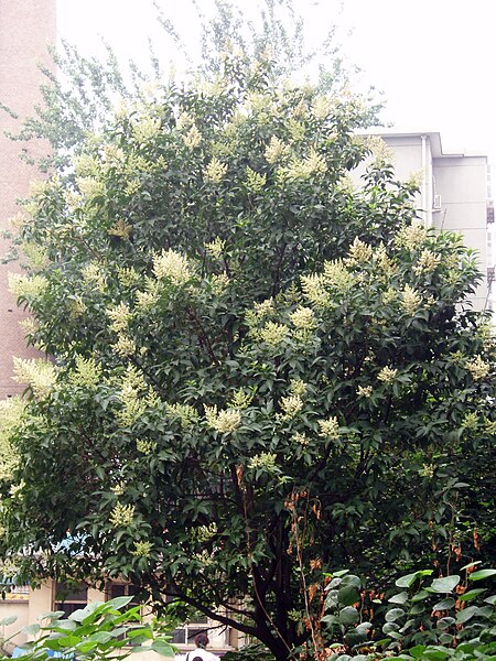 File:FloweringLigustrumLucidumTree.jpg