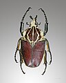 Самец Голиафа Goliathus goliatus, Камерун