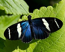 釉蛺蝶亞科的拴袖蝶 Heliconius sara