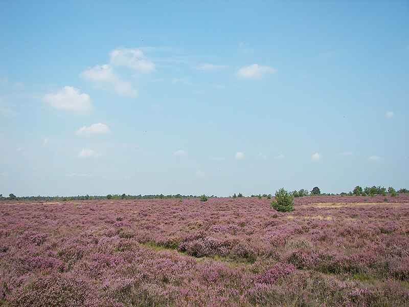 File:Lüneburger Heide 109.jpg