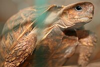 Tortoise