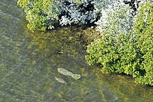 Aerial view of manatees in shallow water