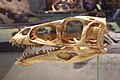 Skull of Masiakasaurus