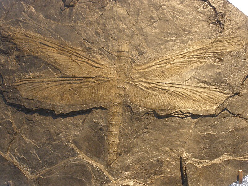 Файл:Meganeura fossil.JPG