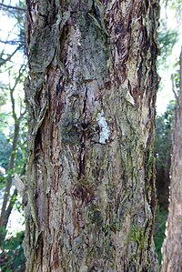 The "flakey" grey to whitish bark of Bartlett's rātā