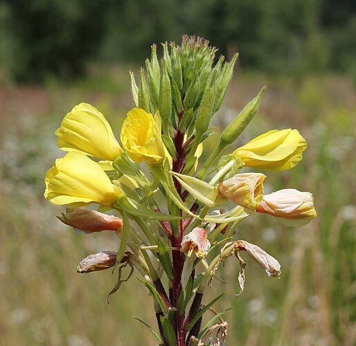 Ослинник красностебельный, или Энотера красностебельная (Oenothera rubricaulis)