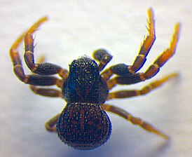 Ozyptila claveata