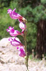 Thumbnail for Penstemon floridus