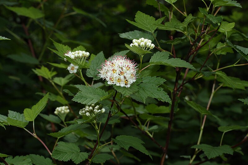 File:Physocarpus capitatus 9540.JPG