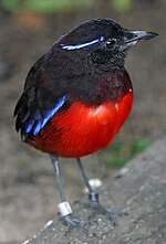 Miniatura para Erythropitta venusta