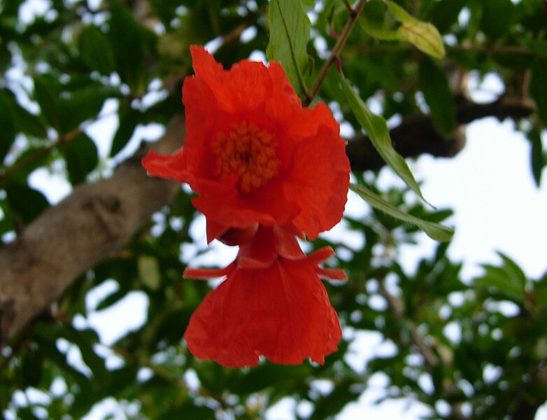 File:Pomegranate flowers.JPG