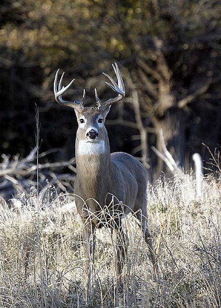 File:Quivira-Whitetail-Buck.jpg