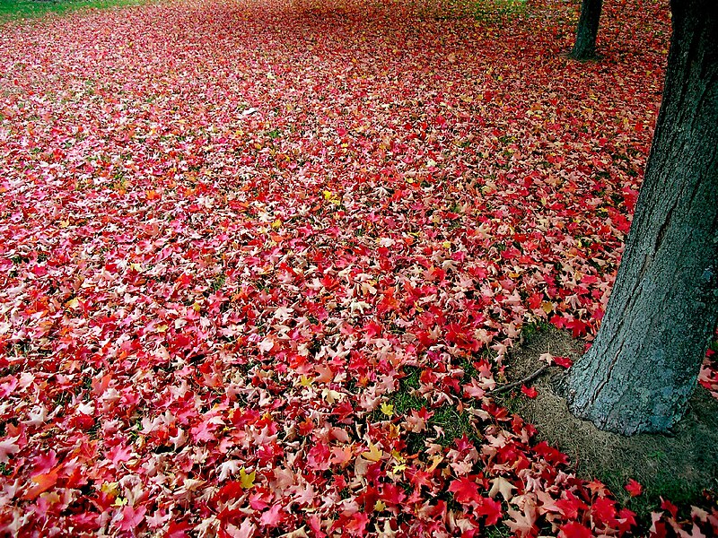 File:Red autumn leaves.jpg