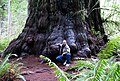 Image 22Redwood tree in northern California redwood forest, where many redwood trees are managed for preservation and longevity, rather than being harvested for wood production (from Forest)