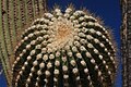 Carnegiea gigantea Saguaro