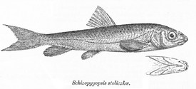 Лжеосман (Schizopygopsis stoliczkai)