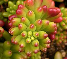 Sedum rubrotinctum 02 ies.jpg