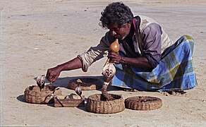 Snake charmer from Telungu community of Sri Lanka.