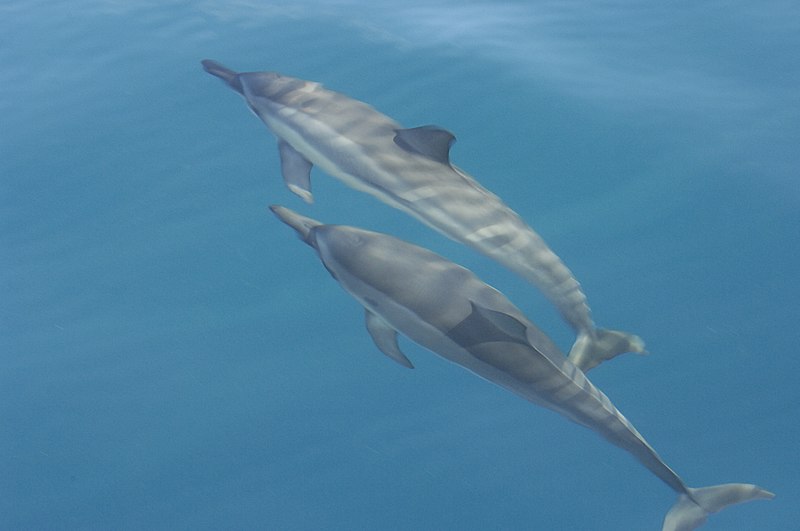 File:Spinner dolphins.jpg