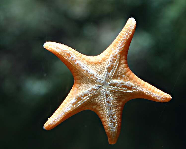 File:Starfish.jpg