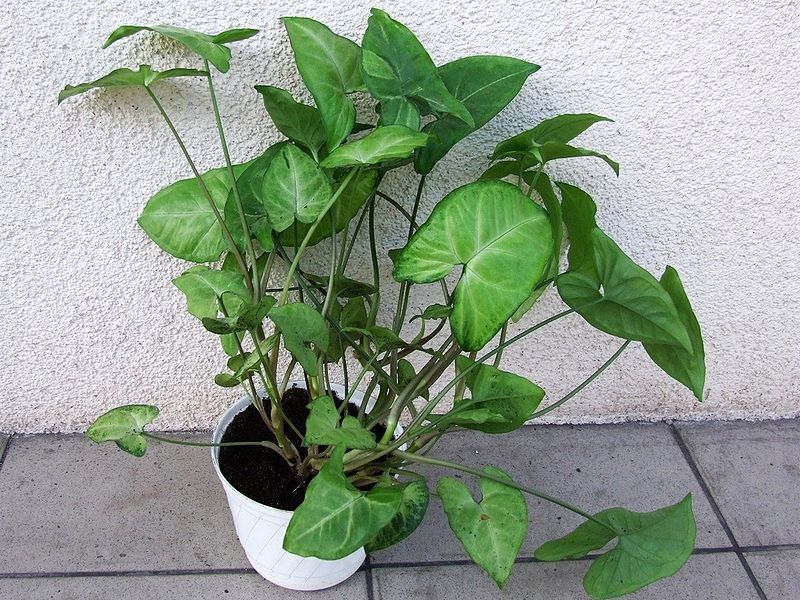 File:Syngonium podophyllum a1.jpg