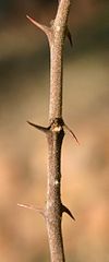 Straight and hooked thorns in pairs