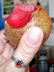 030815 pluot.jpg