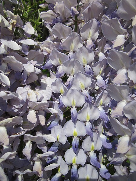 File:20130514Wisteria floribunda7.jpg