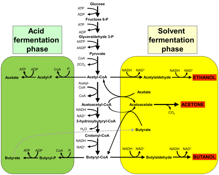 File:Acetone–butanol–ethanol fermentation.png