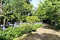 A row of the plants in Furnas, the Azores