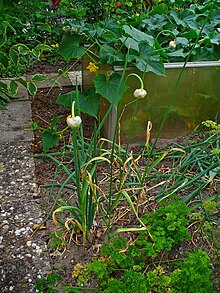 Allium sativum 001.JPG