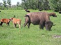 Herd of bison grazing in Elk Island National Park, Alberta, Canada