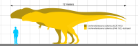 Size chart of C. saharicus specimens IPHG 1922 X46 (destroyed) and UCRC PV12