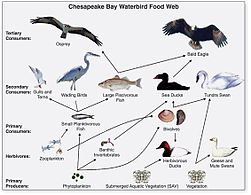 Waterbird food web