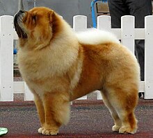 Chow-chow in Tallinn.JPG