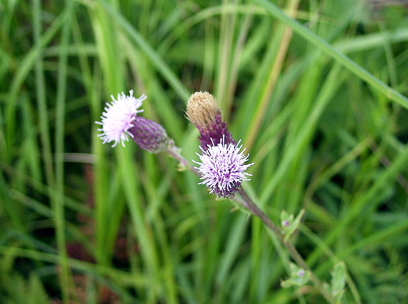 File:Cirsium arvense-001.jpg