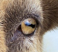 A goat with horizontal rectangular pupils