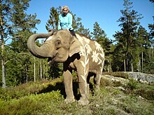 Susie Päivärinta riding the elephant Saonoi at Kolmården Wildlife Park.