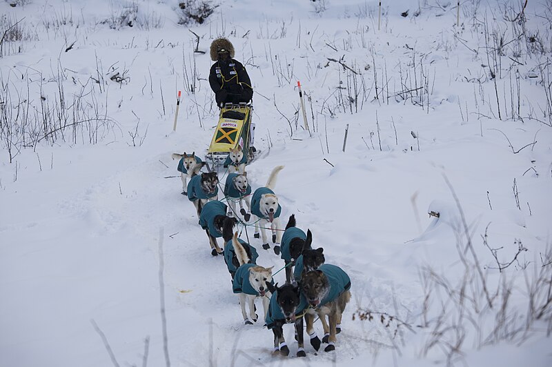 File:Dogsledding.Yukon.jpg