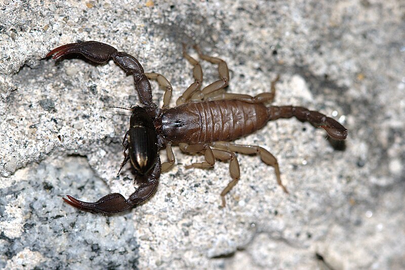 Файл:Euscorpius italicus.jpg